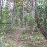 Maciejowice - cmentarz w lesie.